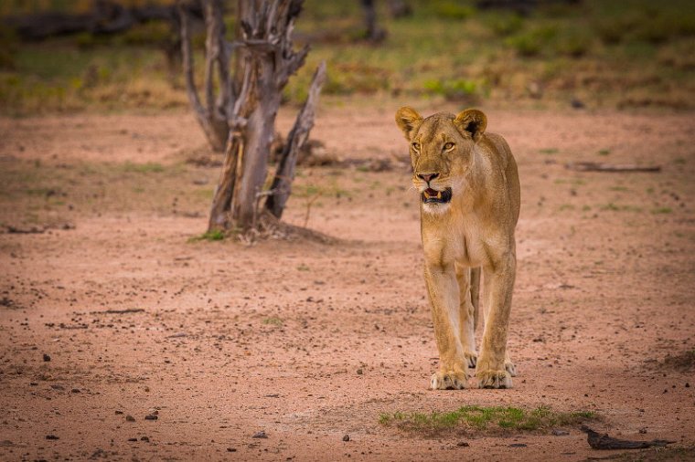 117 Zambia, South Luangwa NP, leeuw.jpg